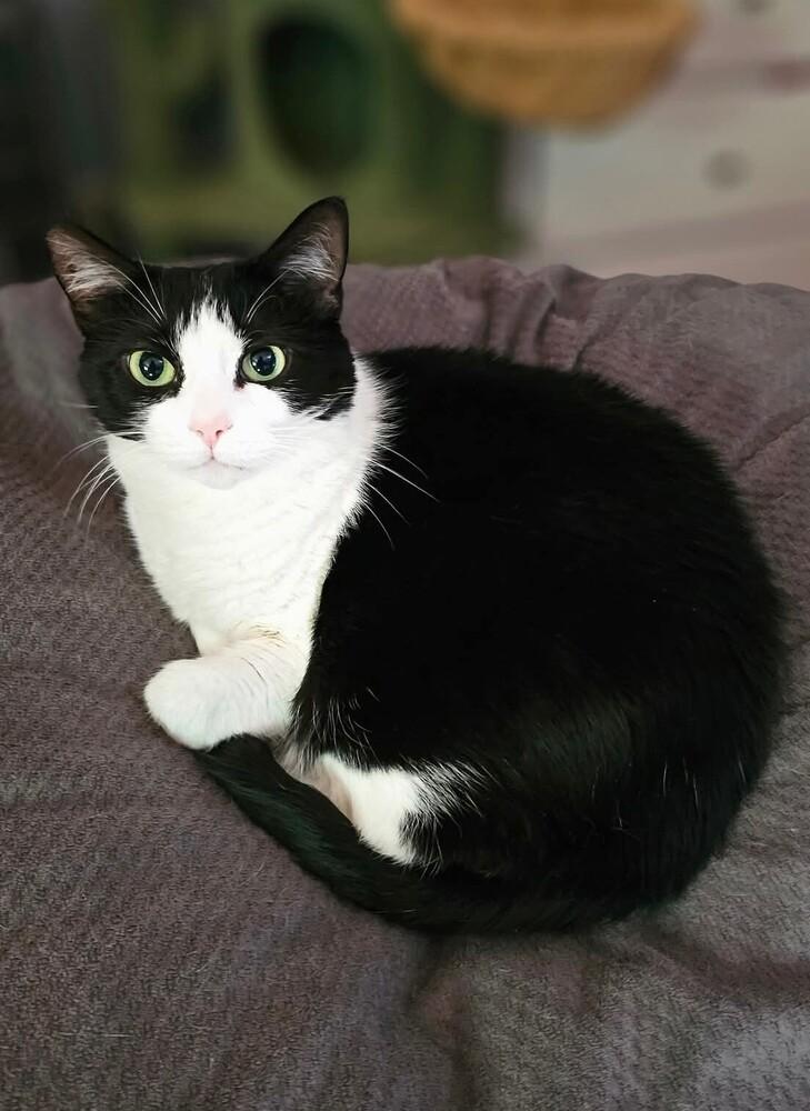 Enlarge Jetta, a Adoptable Domestic Short Hair in Springdale, PA image 4/6