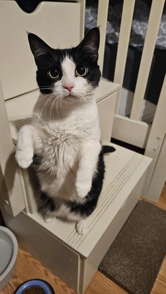 Enlarge Jetta, a Adoptable Domestic Short Hair in Springdale, PA image 5/6