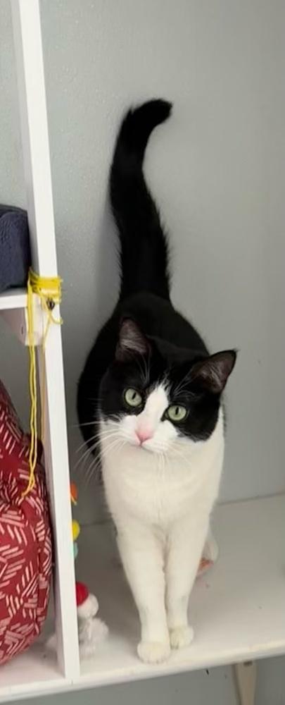 Enlarge Jetta, a Adoptable Domestic Short Hair in Springdale, PA image 6/6