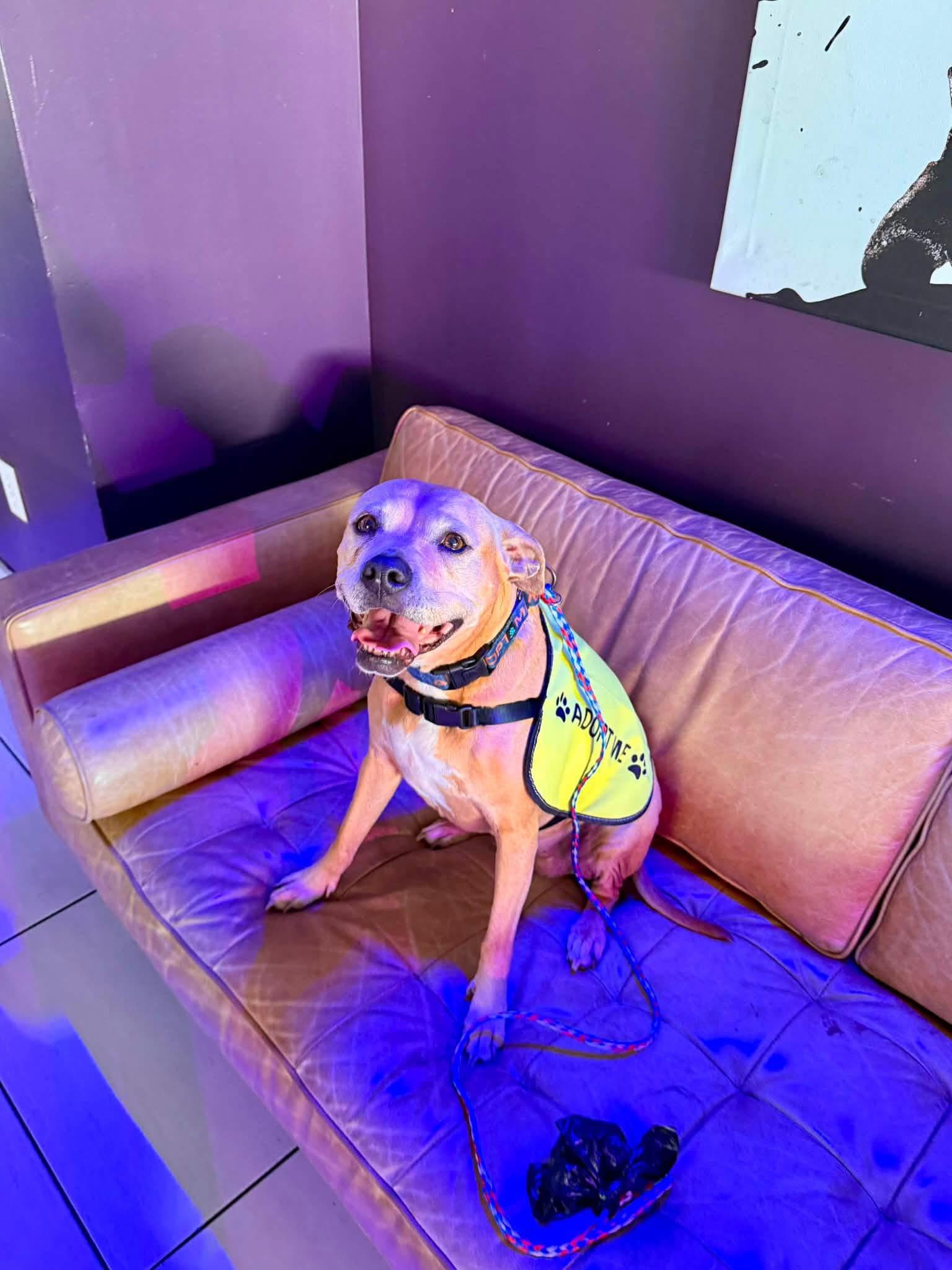 Enlarge Princess, a Adoptable mixed breed in Buffalo, NY image 2/5