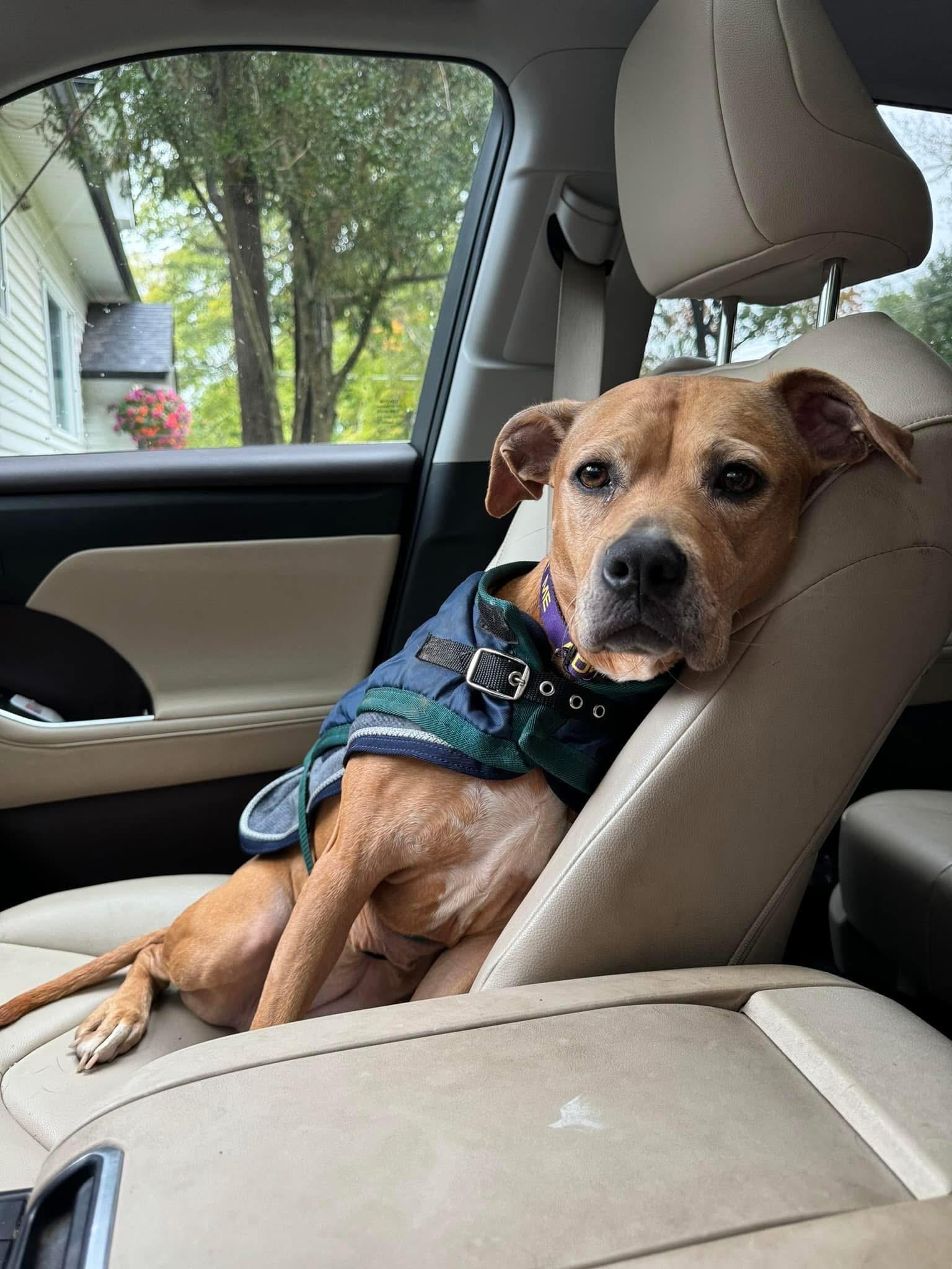 Princess, a Adoptable mixed breed image 1/5