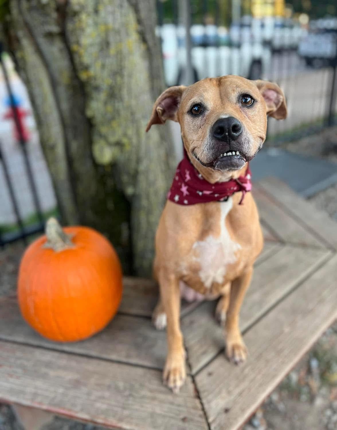 Princess, a Adoptable mixed breed image 2/5