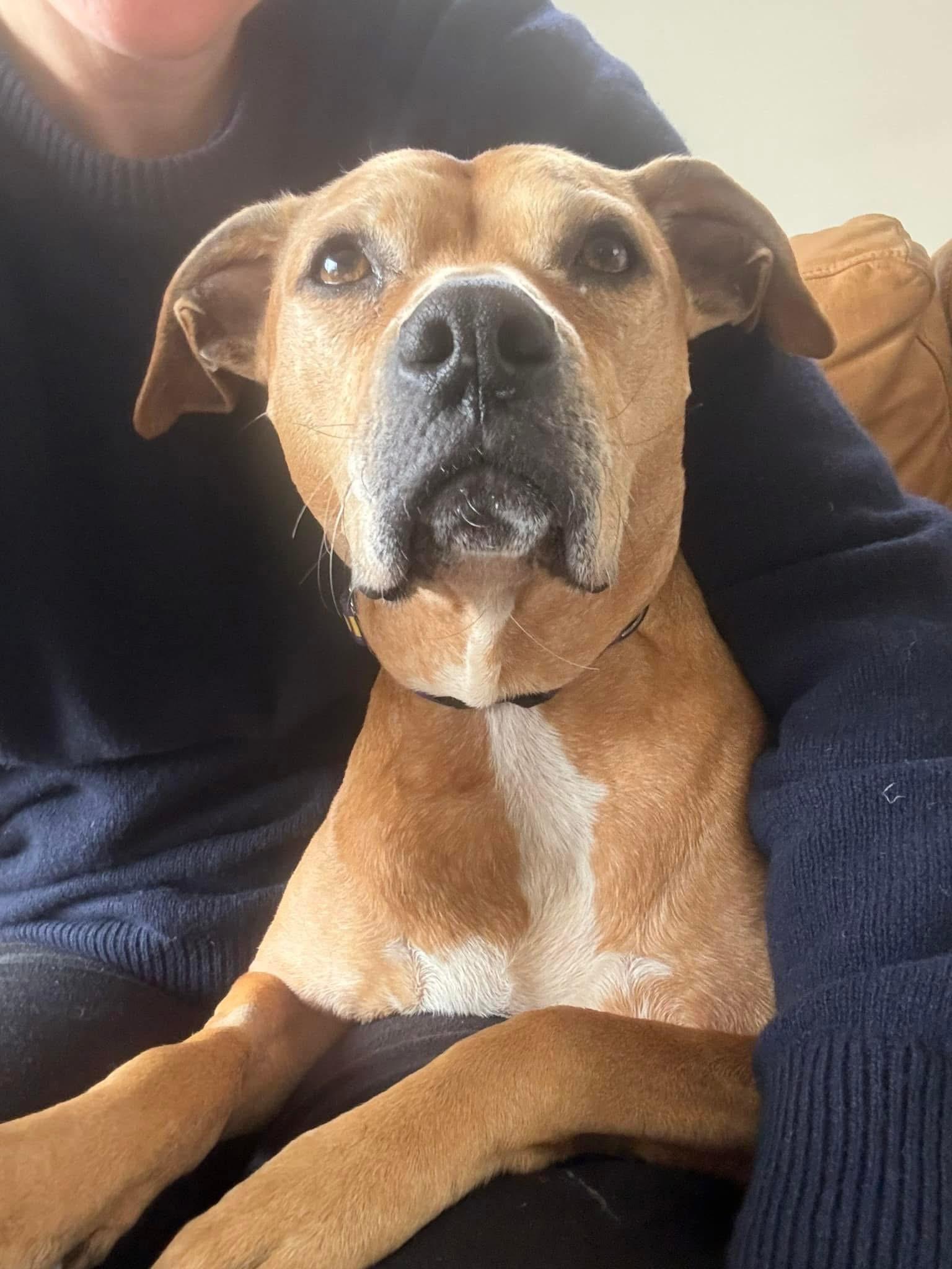 Princess, a Adoptable mixed breed image 3/5