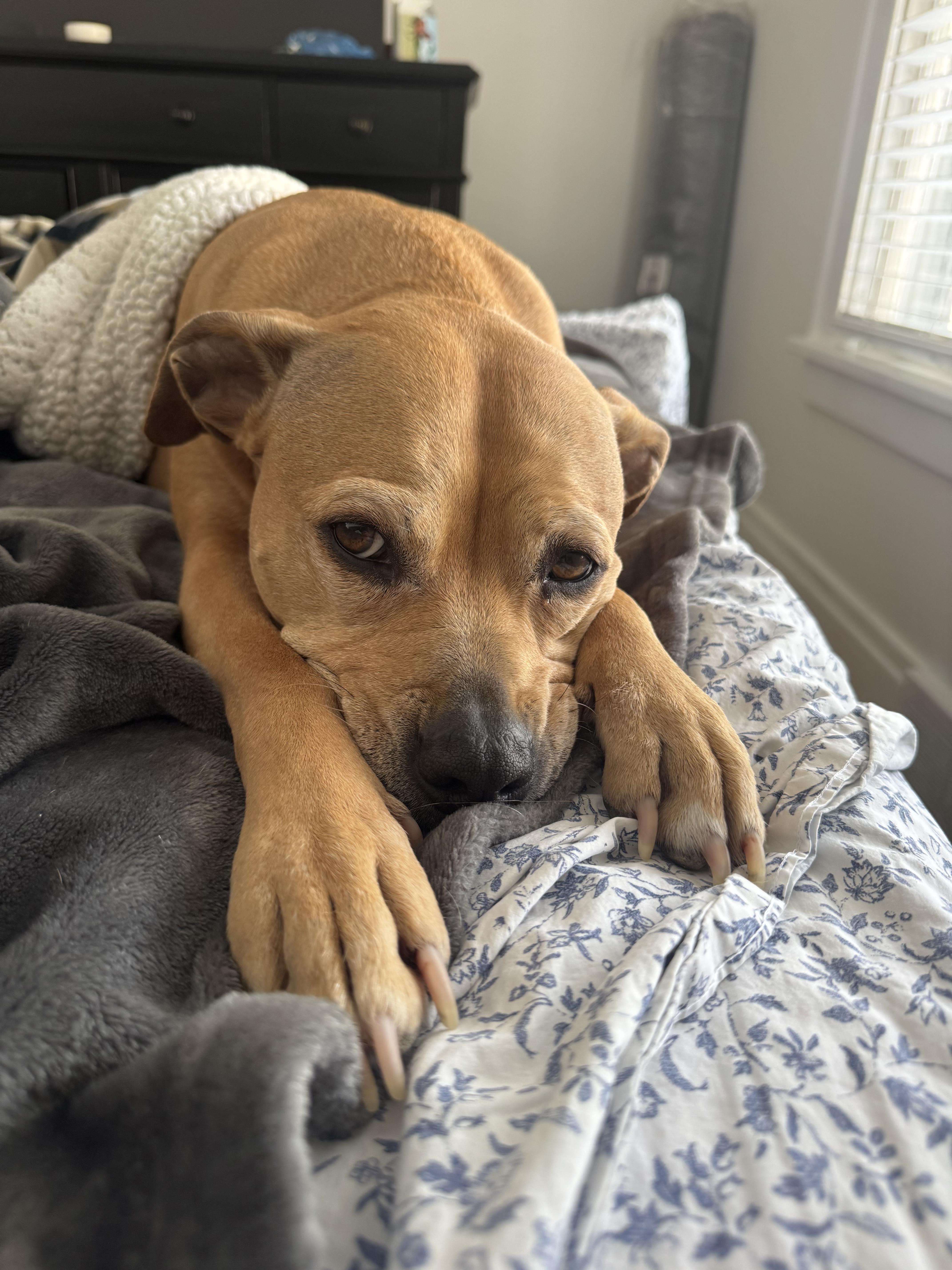 Princess, a Adoptable mixed breed image 4/5