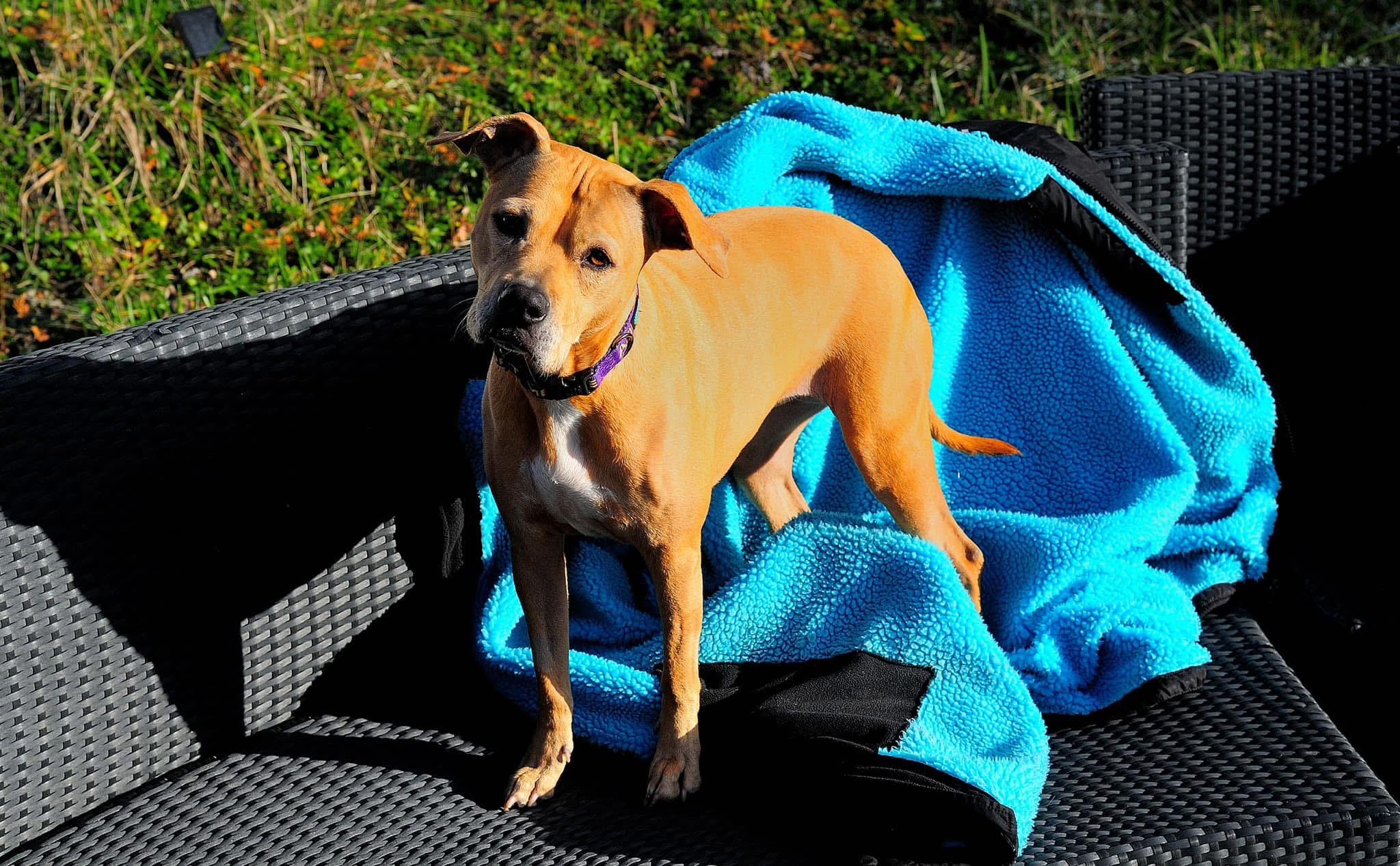 Princess, a Adoptable mixed breed image 5/5