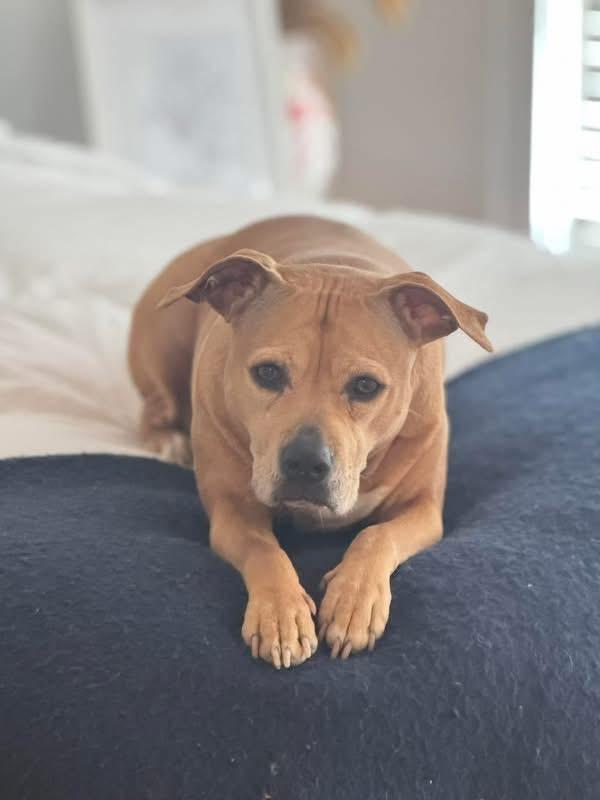 Princess, Adoptable, Senior Female Pit Bull Terrier.