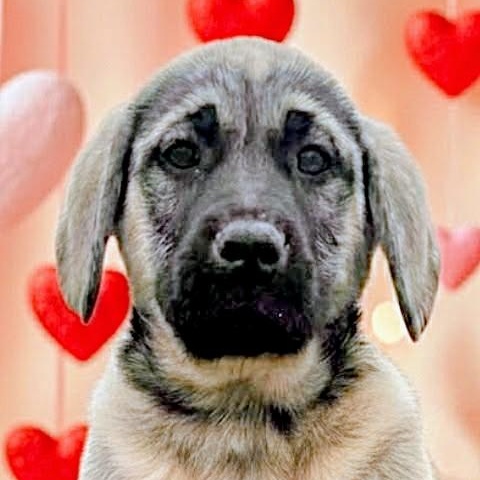 Smokey, Adoptable, Puppy Male Labrador Retriever & Mastiff.