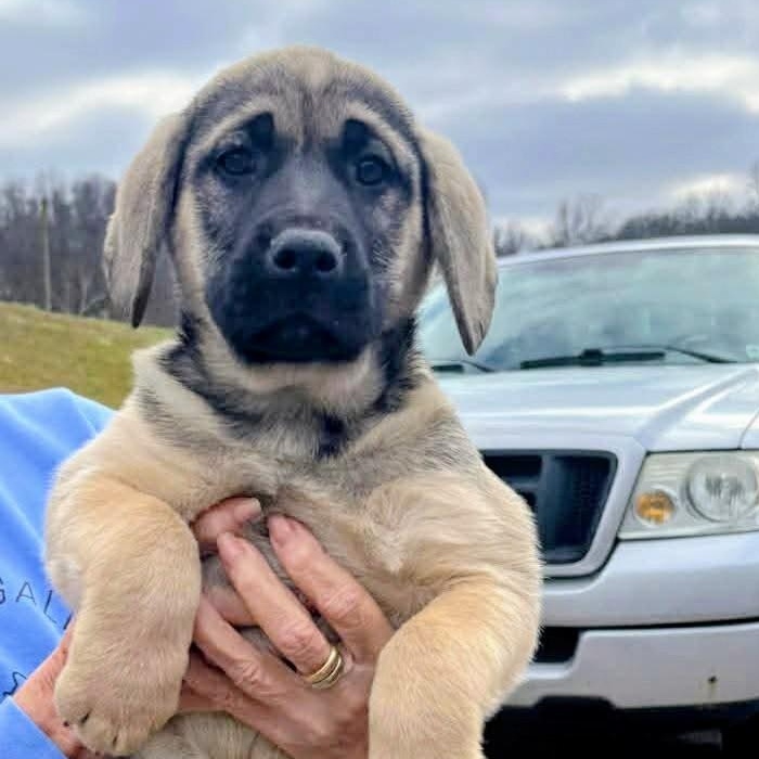 Enlarge Smokey, a Adoptable mixed breed in Archbold , OH image 2/5