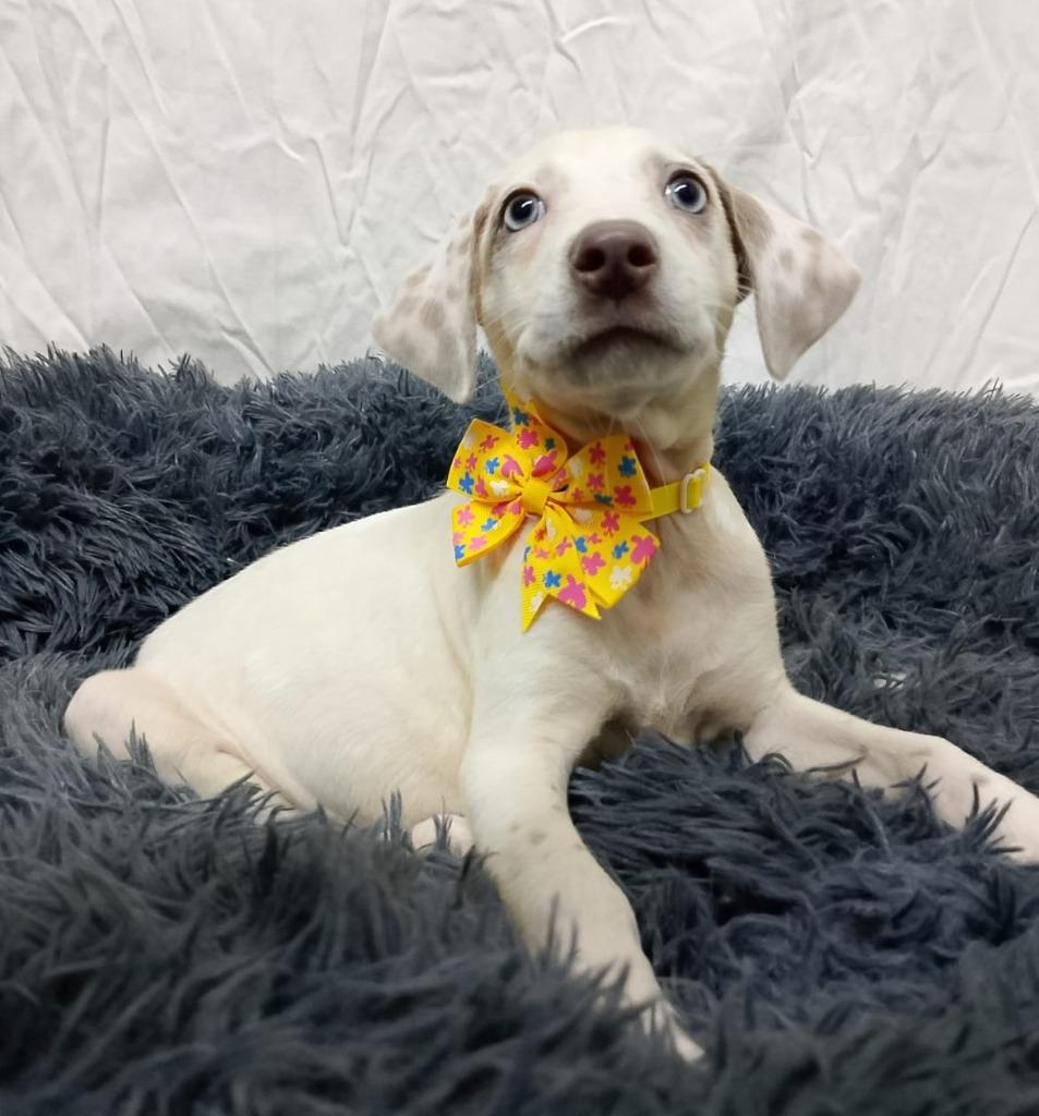 Taly, a Adoptable mixed breed in Surrey, BC image 1/4