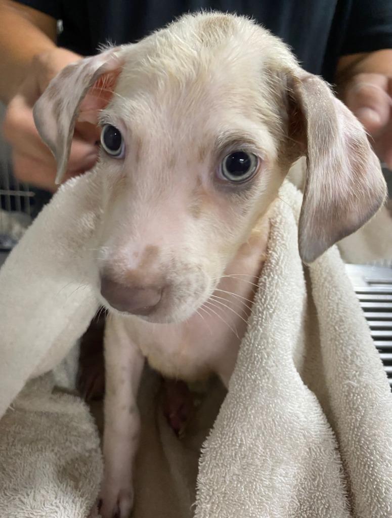 Taly, a Adoptable mixed breed in Surrey, BC image 2/4