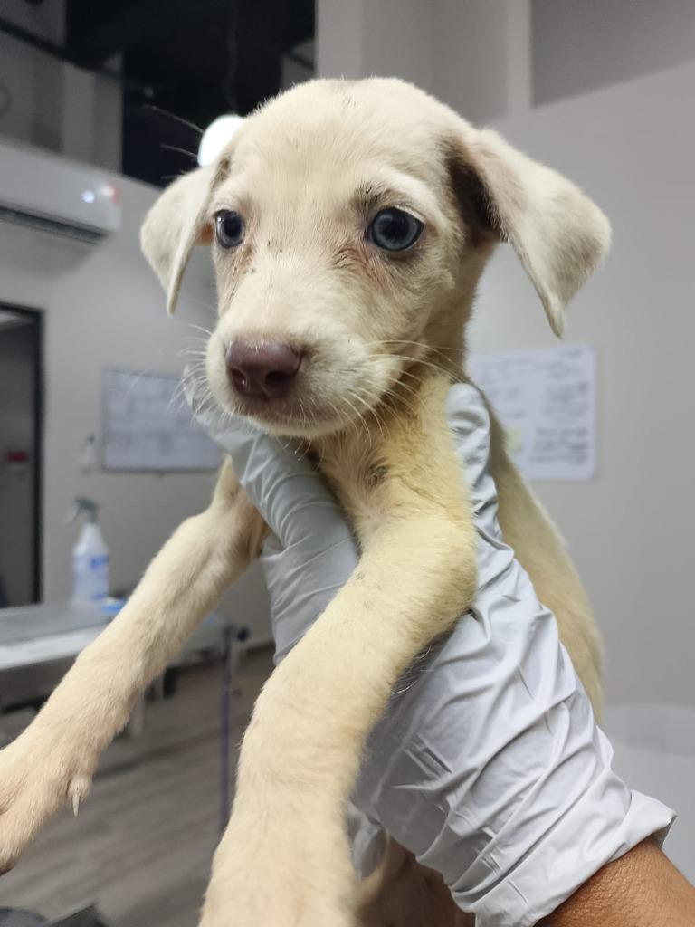 Taly, a Adoptable mixed breed in Surrey, BC image 3/4