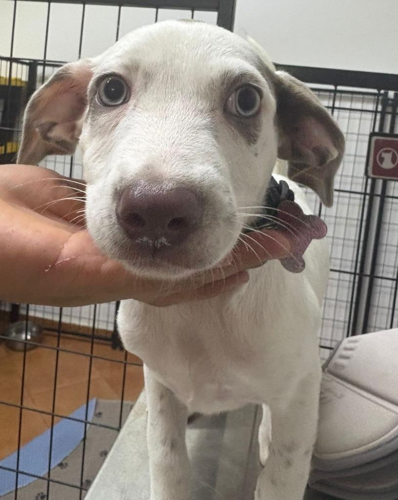 Taly, a Adoptable mixed breed in Surrey, BC image 4/4