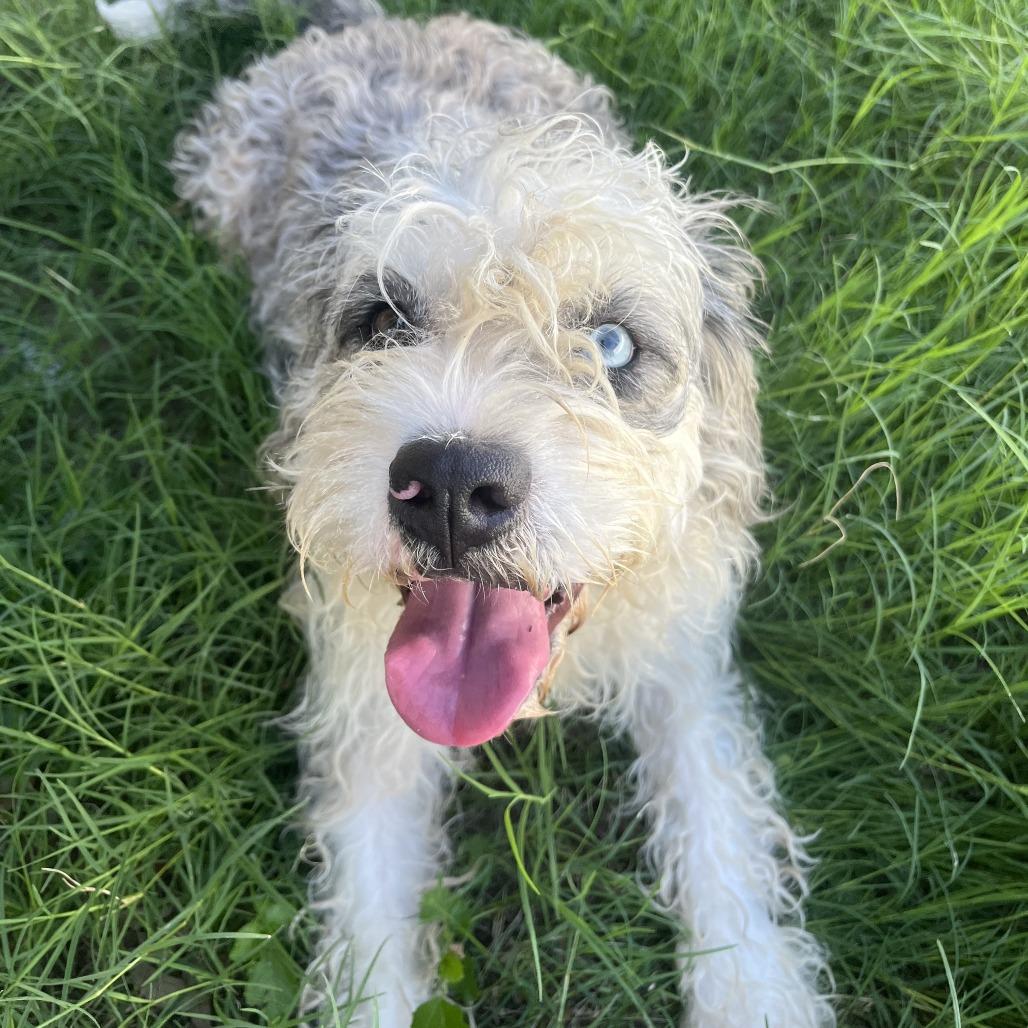 Luna, a Adoptable Old English Sheepdog in Laredo, TX image 1/3
