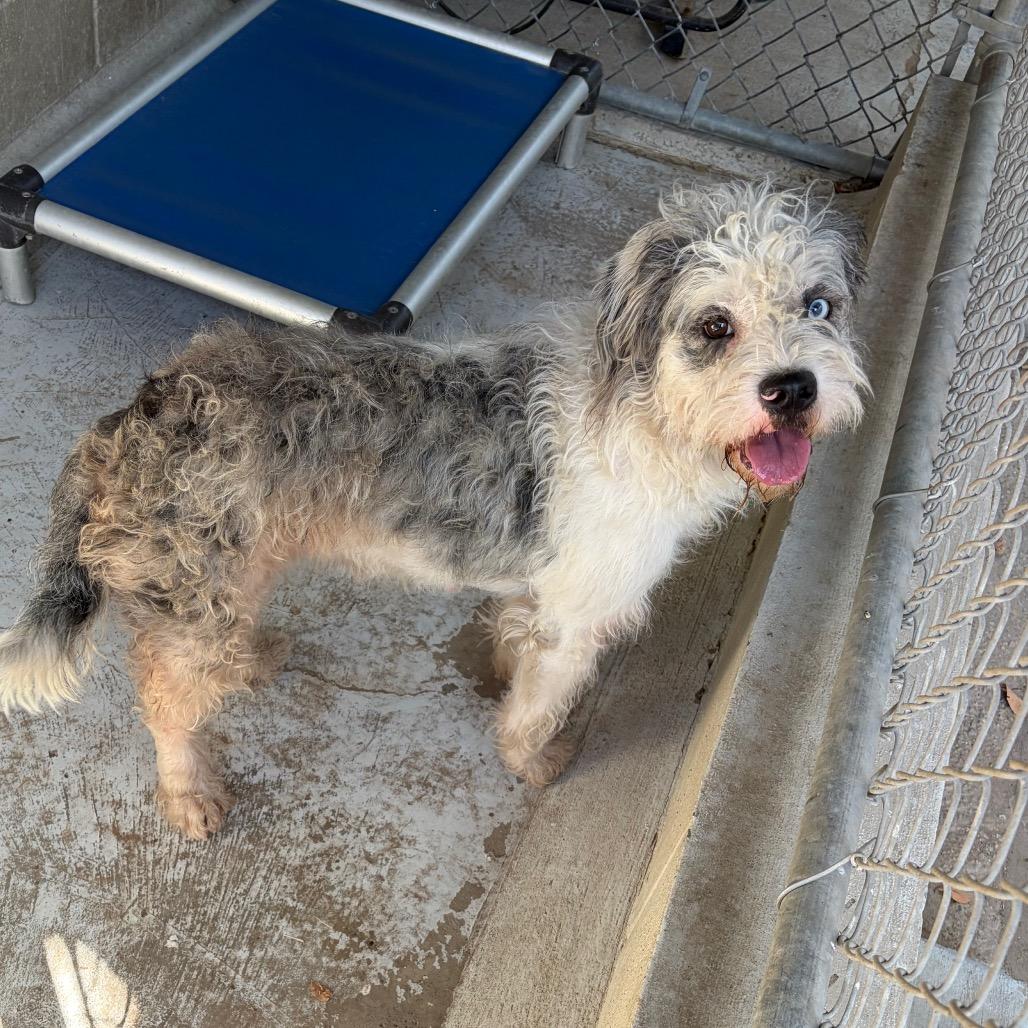 Luna, a Adoptable Old English Sheepdog in Laredo, TX image 2/3