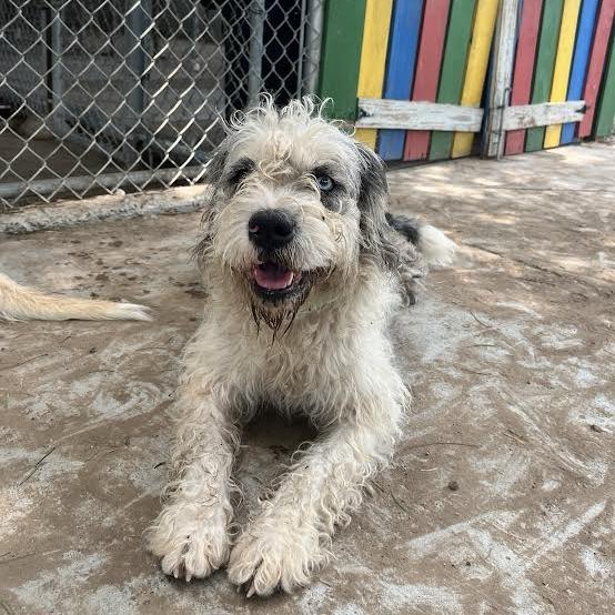Luna, a Adoptable Old English Sheepdog in Laredo, TX image 3/3