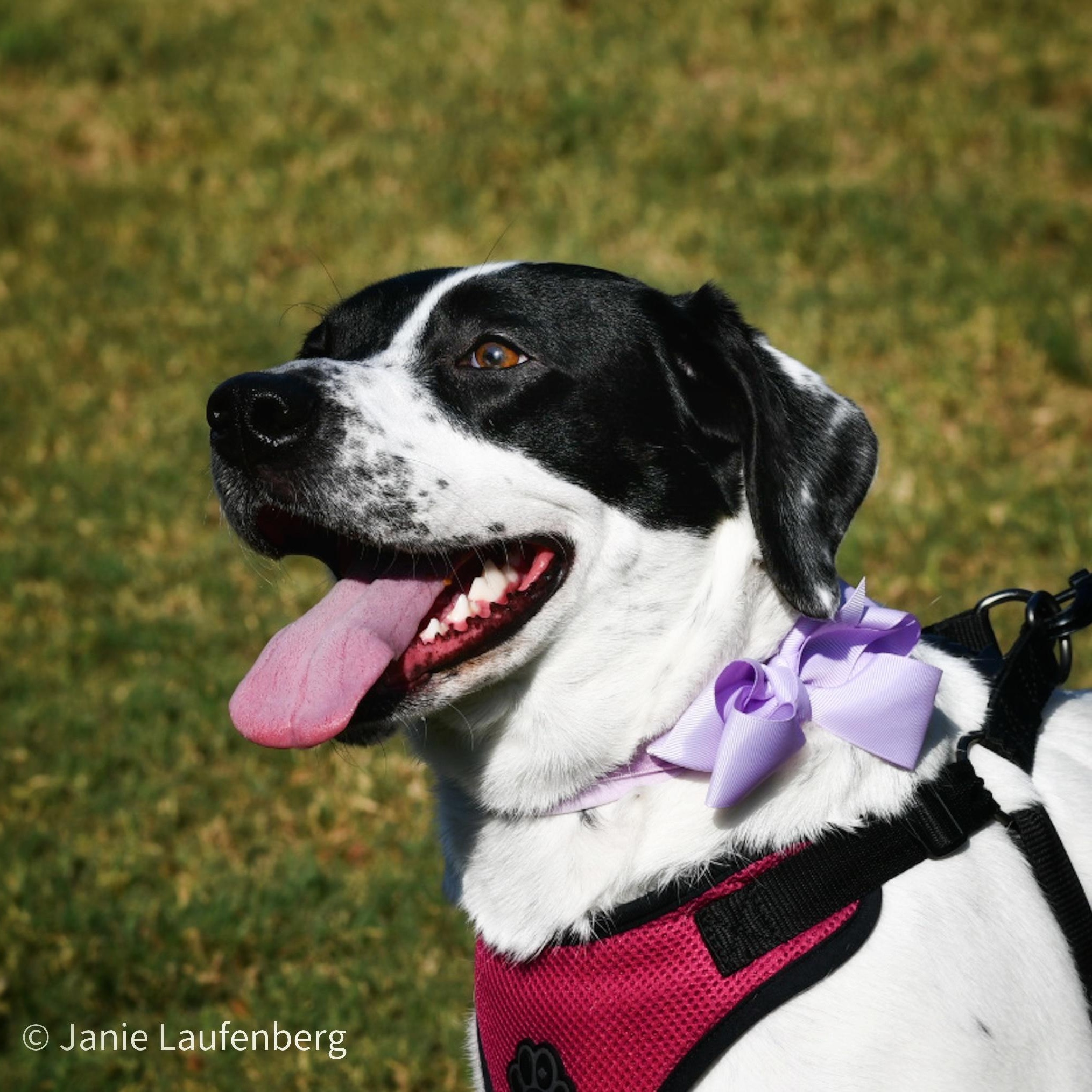Enlarge MOBIE  (Loving, Kind, Calm Inside, Playful Outside, Loves Pets), a Adoptable mixed breed in South Burlington, VT image 5/6