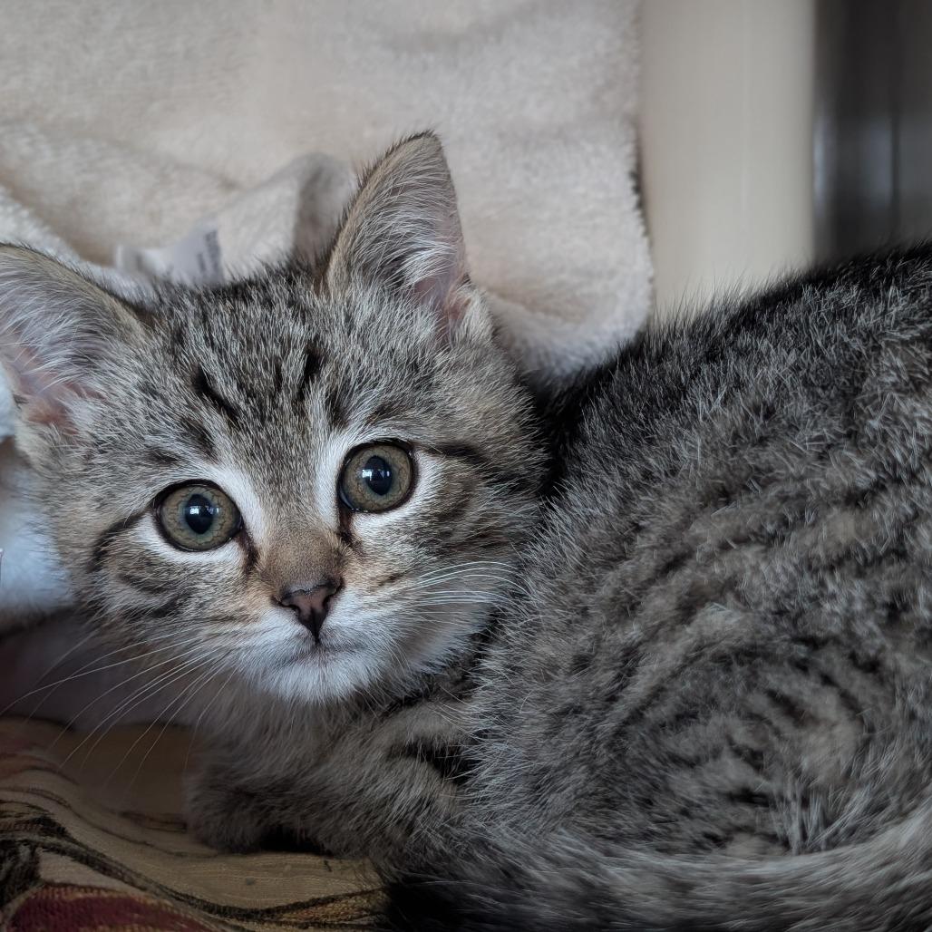 Dreidel, Adoptable, Kitten Male Domestic Medium Hair.