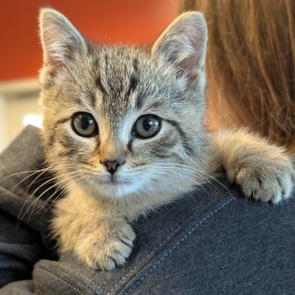 Enlarge Dreidel, a Adoptable Domestic Medium Hair in Asheville, NC image 2/3