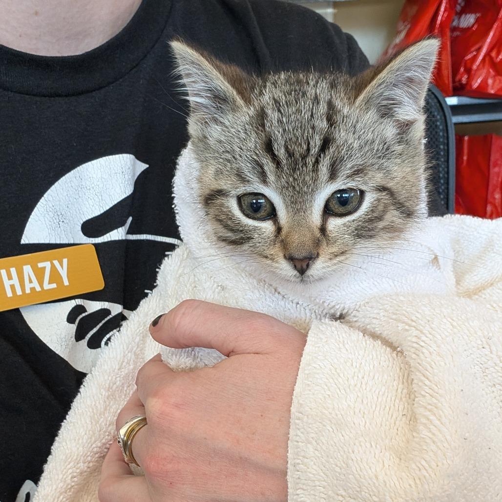Enlarge Dreidel, a Adoptable Domestic Medium Hair in Asheville, NC image 3/3