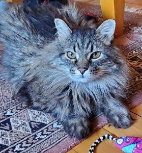 Eli, ADOPTABLE, Senior Male Domestic Long Hair.