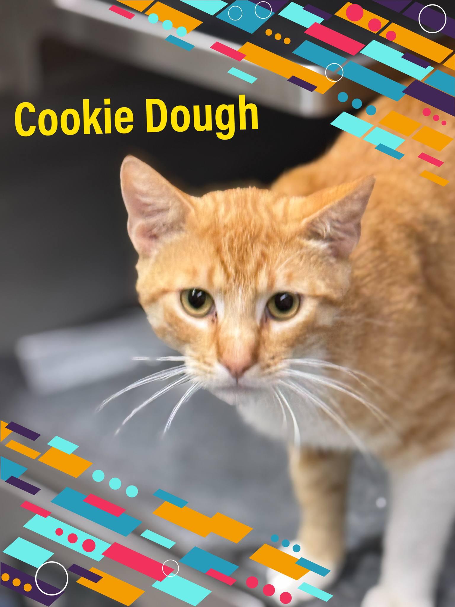 Cookie Dough, an adoptable American Shorthair in Bowie, TX, 76230 | Photo Image 1