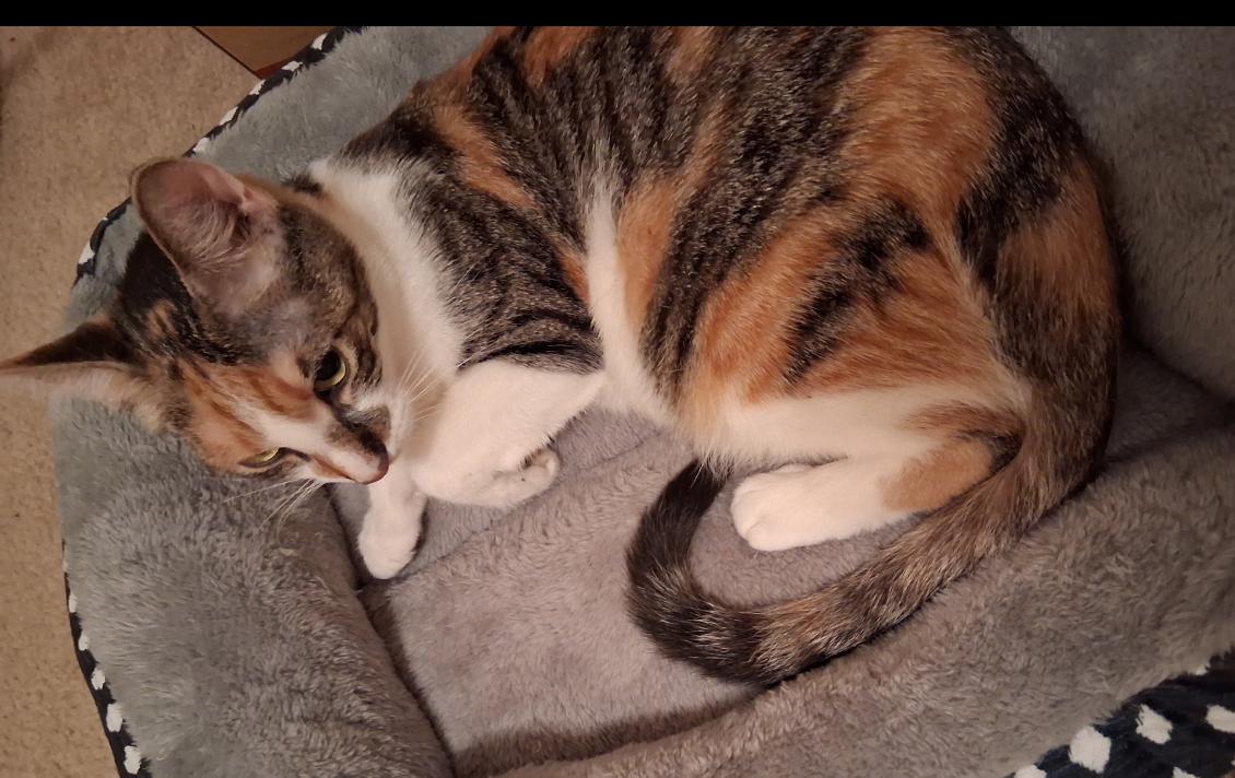 Enlarge Sadie, a Adoptable Calico in Pawleys Island, SC image 1/1