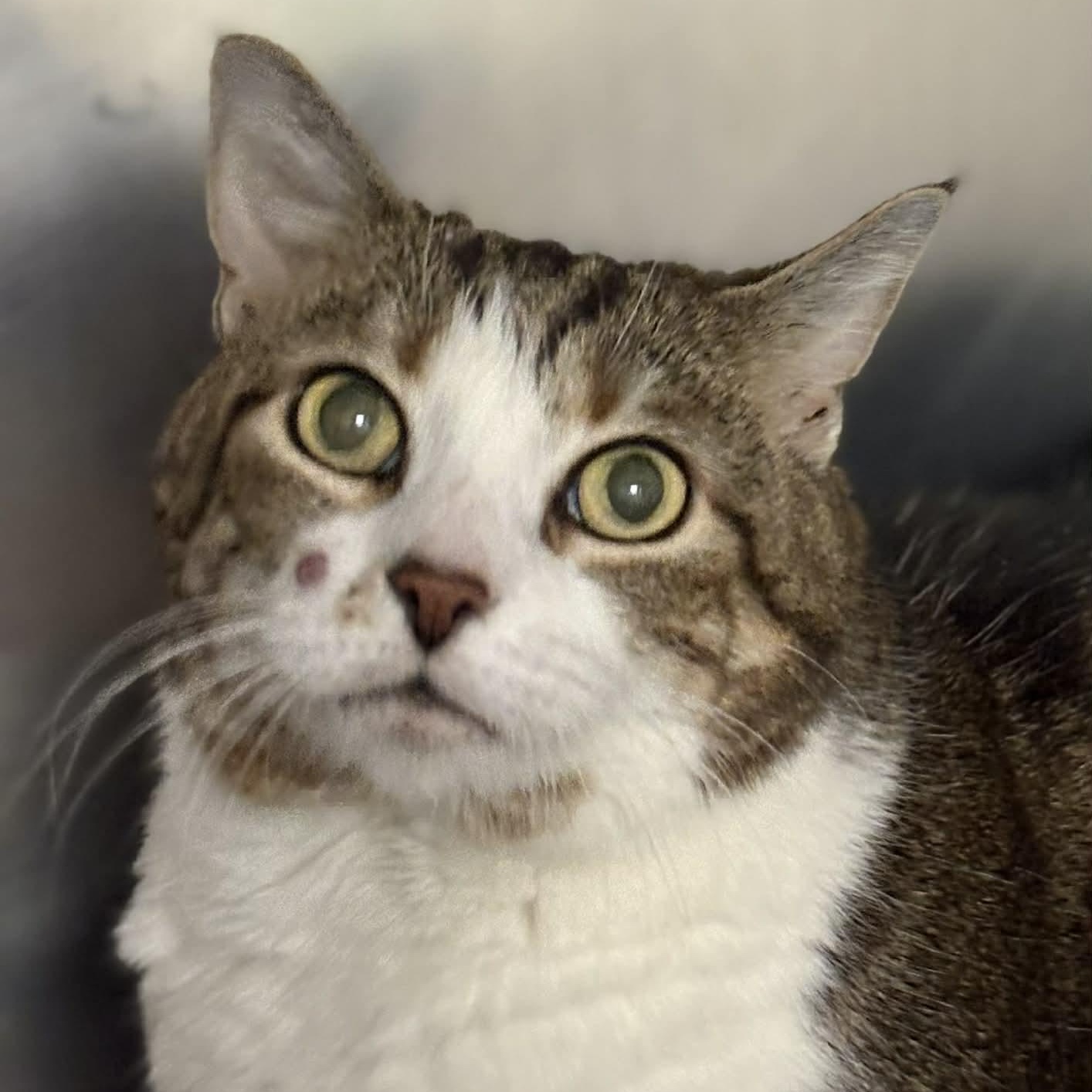 Billy, adopted, Senior Female Domestic Short Hair.