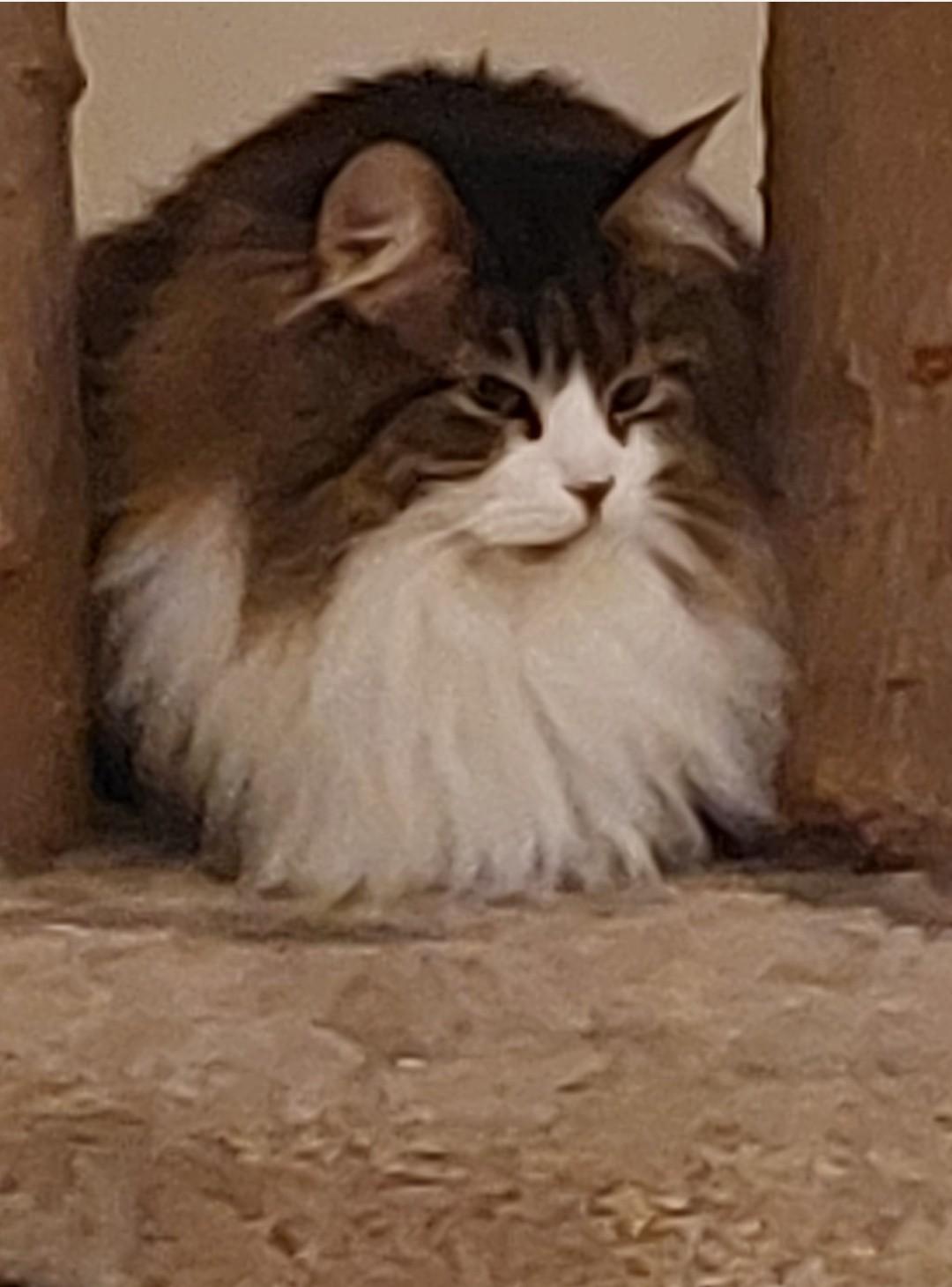 Cassie, a Adopted Turkish Van in Allegan, MI image 2/2