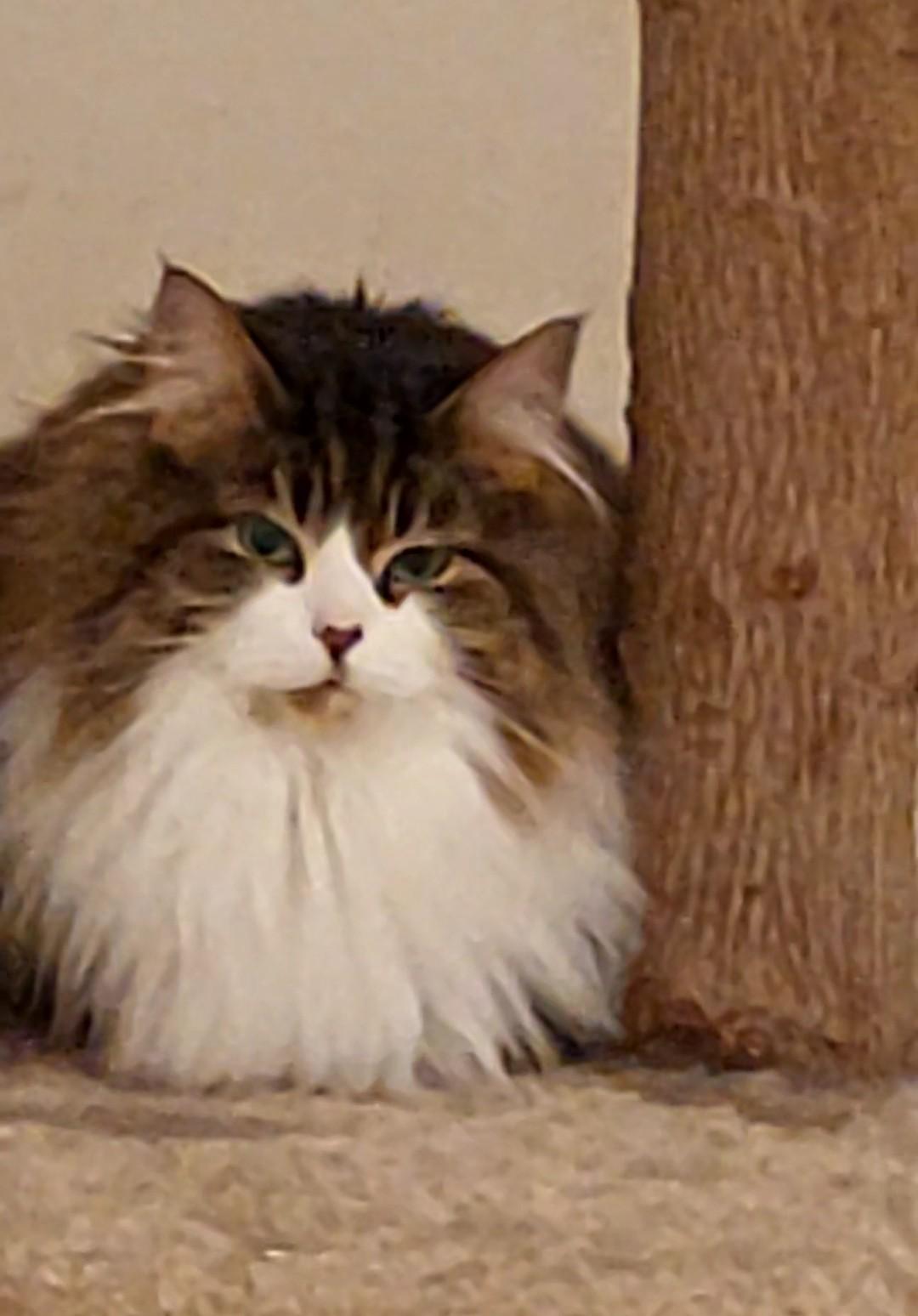 Cassie, Adopted, Adult Female Turkish Van.