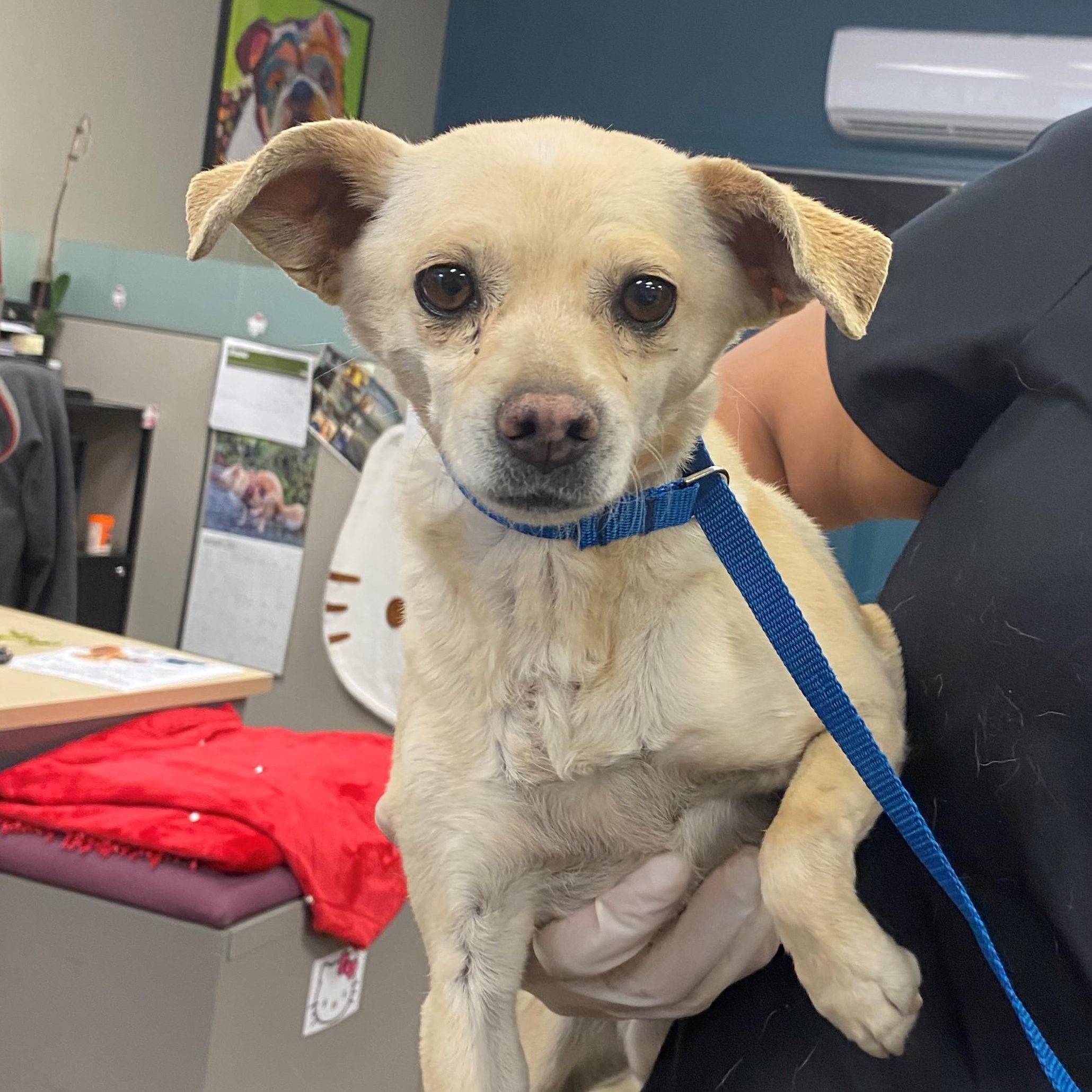 Wafer #4295 (601), Adult Female Chihuahua