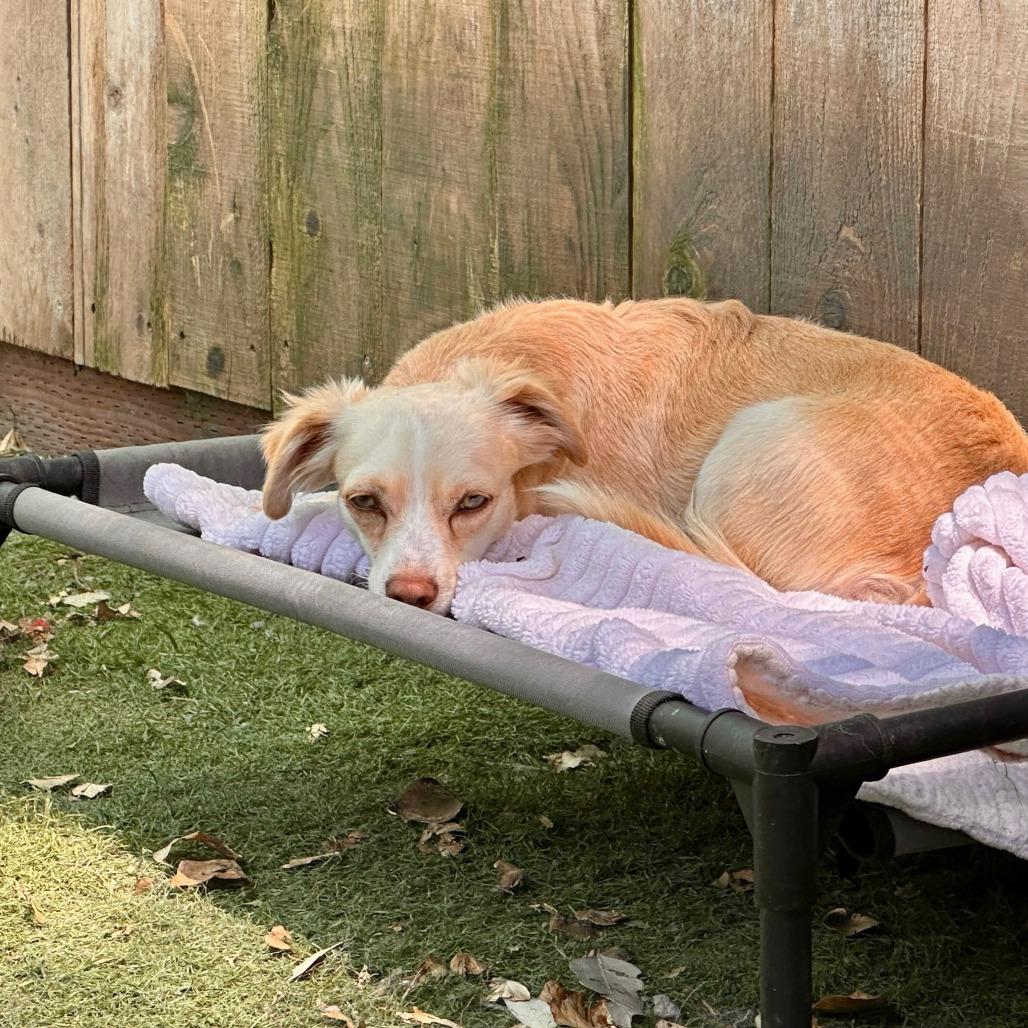 Alvin, a Adoptable Terrier in Sonoma, CA image 1/4