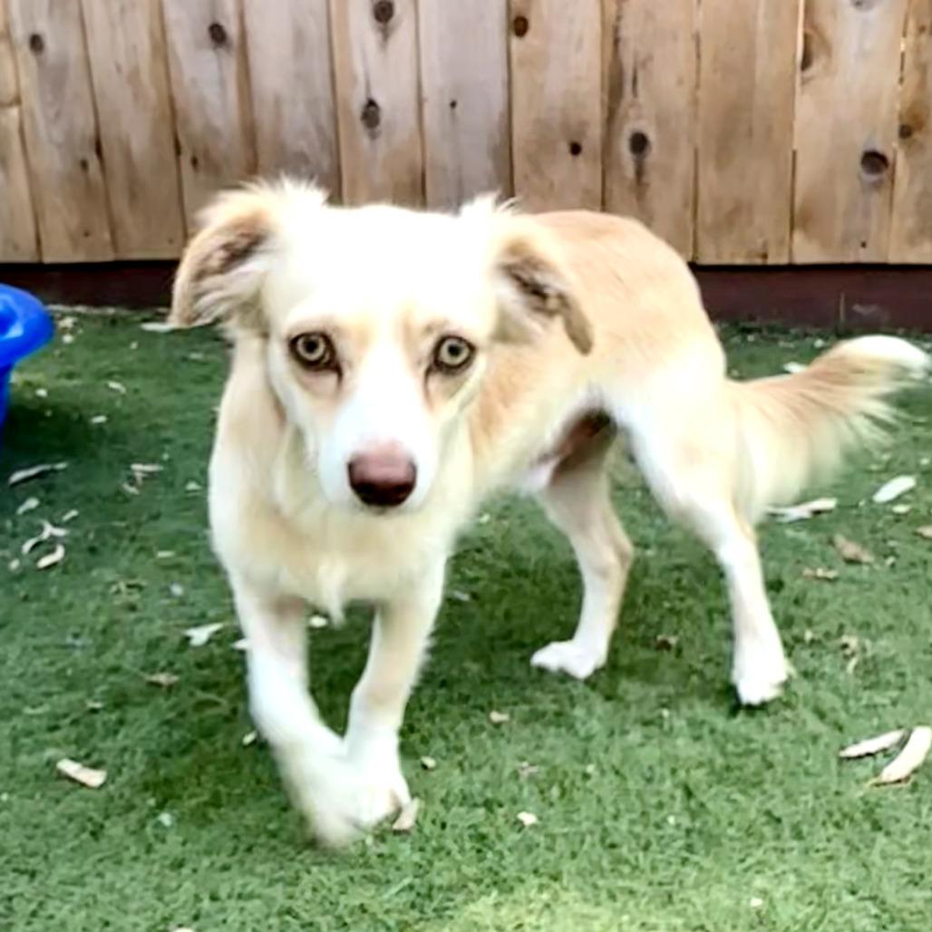 Alvin, Adoptable, Adult Male Terrier.