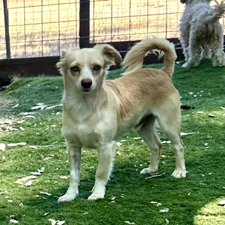 Alvin, a Adoptable Terrier in Sonoma, CA image 2/4