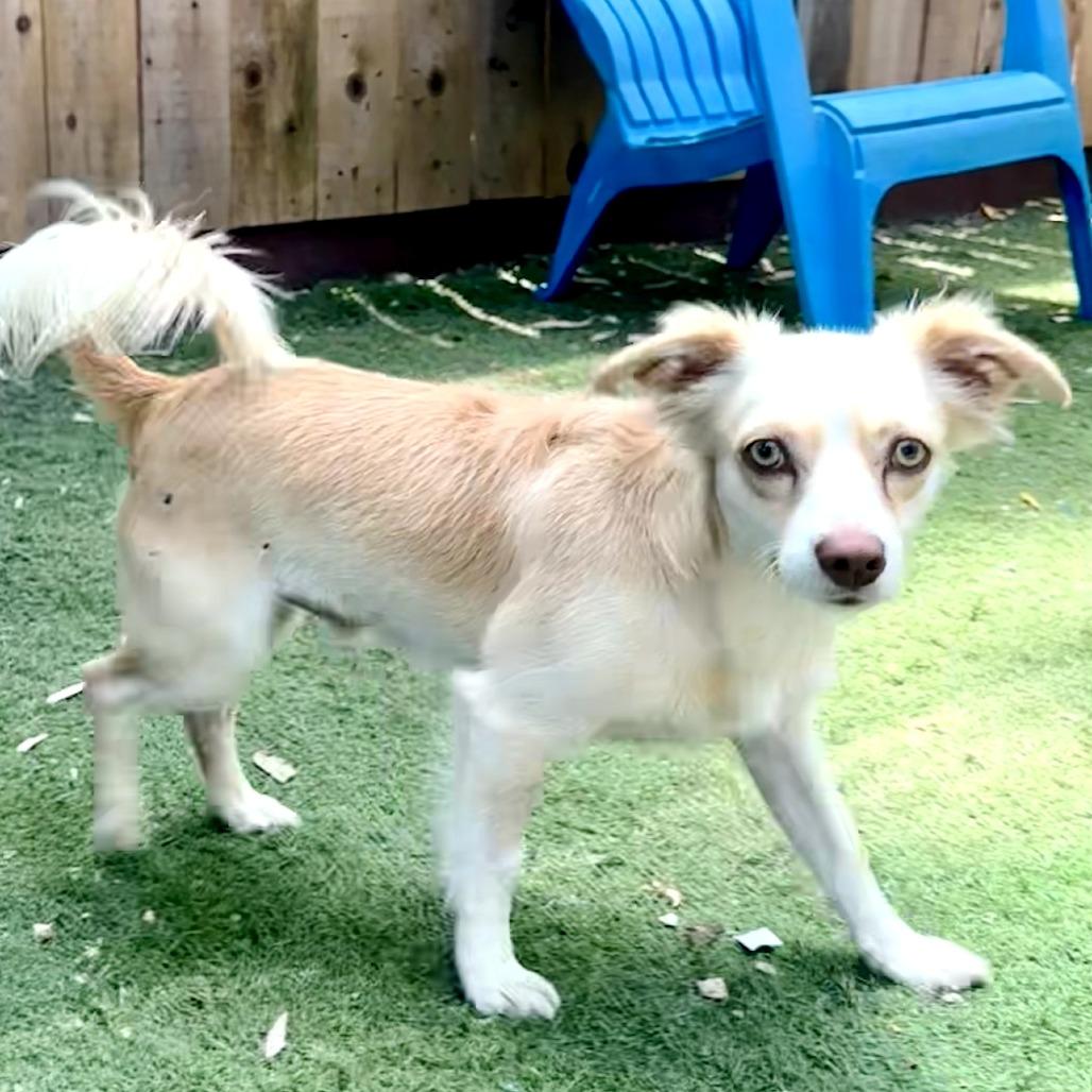 Alvin, a Adoptable Terrier in Sonoma, CA image 4/4