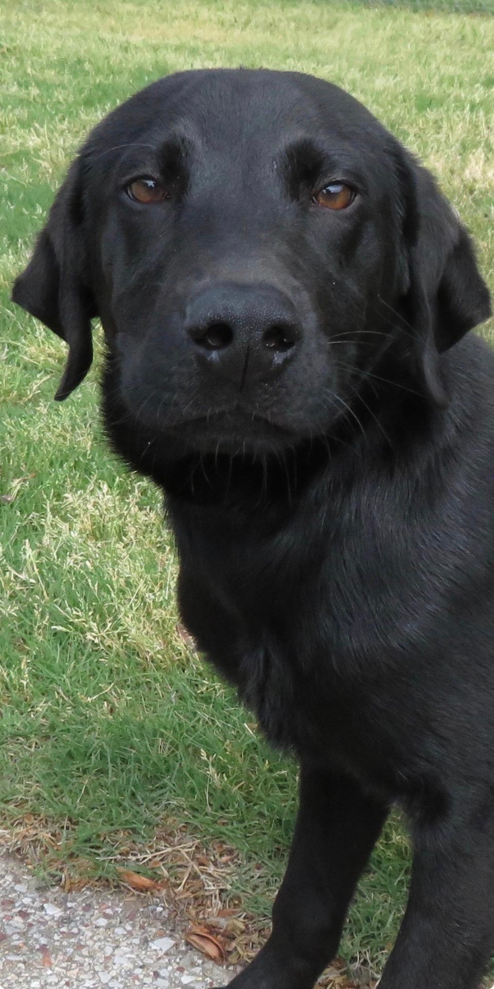 Enlarge Vibe, a Adoptable mixed breed in Evergreen, CO image 2/2