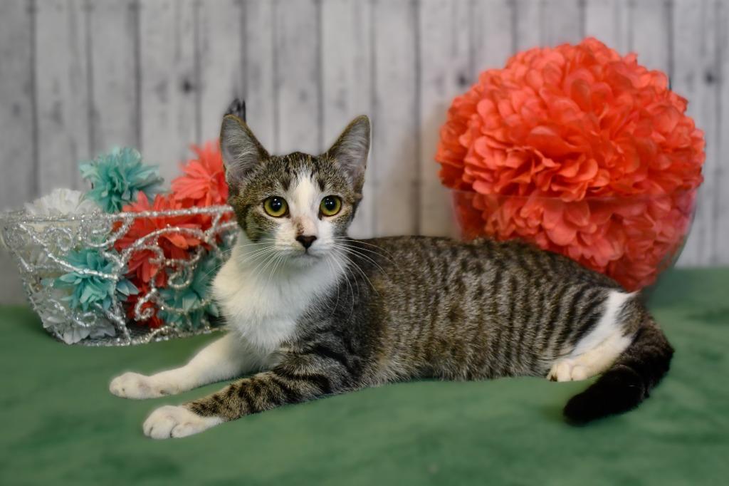 Gwen, Adoptable, Young Female Domestic Short Hair.