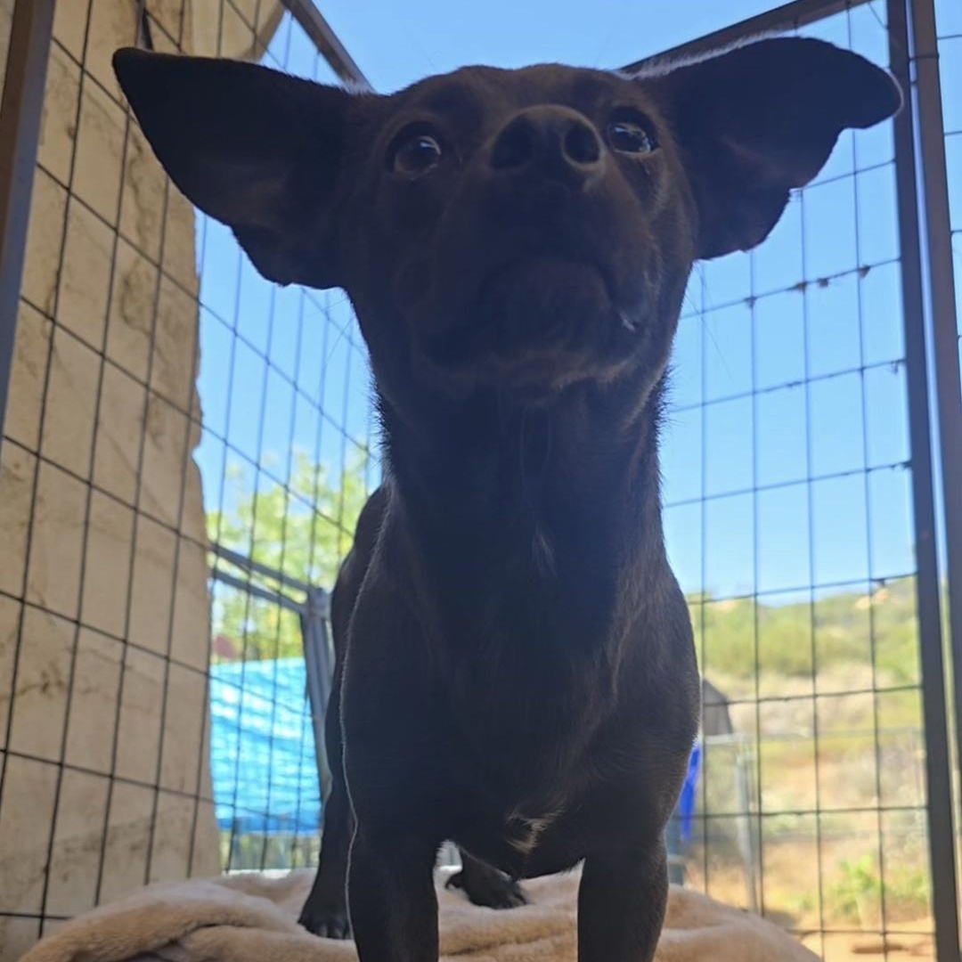 Enlarge Mosby, a Adoptable mixed breed in Lake Elsinore, CA image 1/4