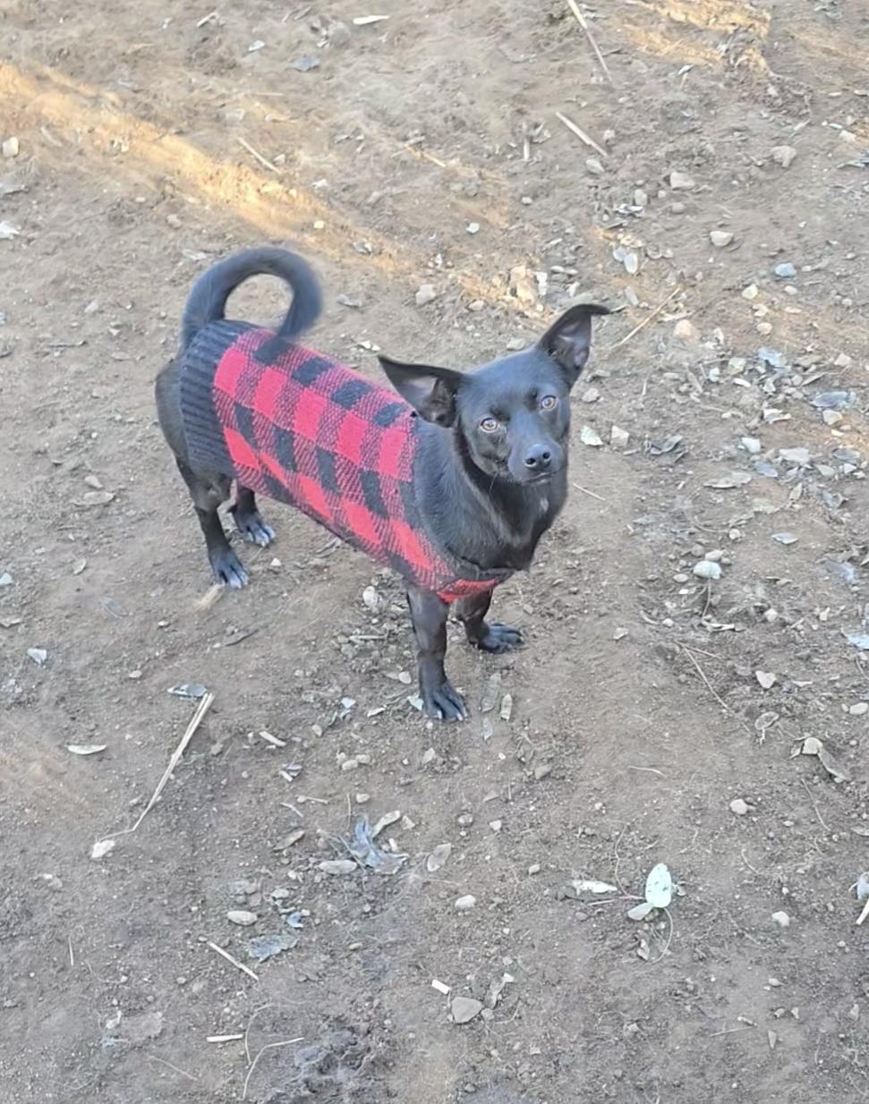 Mosby, Adoptable, Young Male Chihuahua & Papillon.