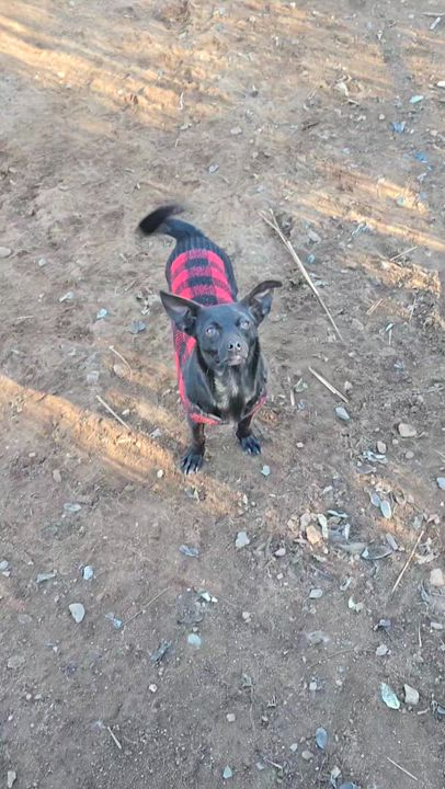 Enlarge Mosby, a Adoptable mixed breed in Lake Elsinore, CA video 4/4