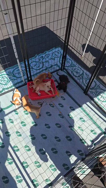 Enlarge Mosby, a Adoptable mixed breed in Lake Elsinore, CA video 2/4