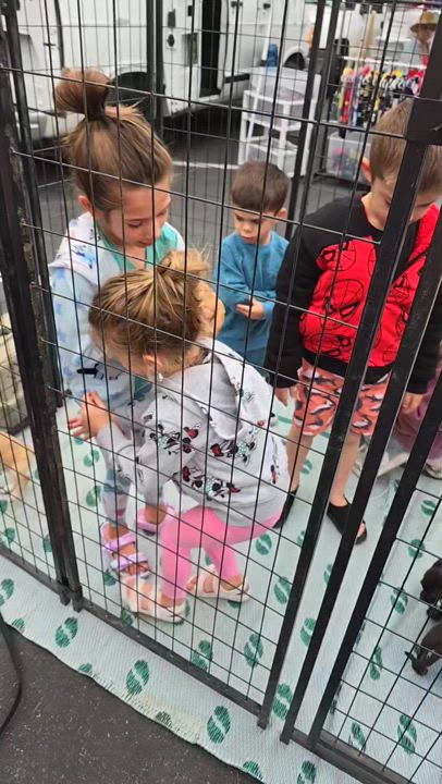 Enlarge Mosby, a Adoptable mixed breed in Lake Elsinore, CA video 3/4