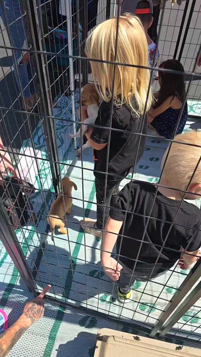 Enlarge Mosby, a Adoptable mixed breed in Lake Elsinore, CA video 4/4