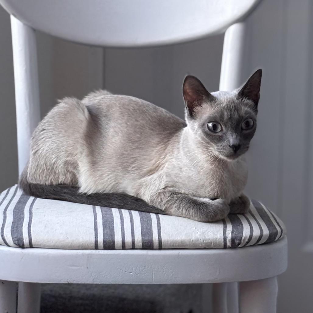 Enlarge Pansy, a Adoptable Domestic Short Hair in Kenai, AK image 1/3