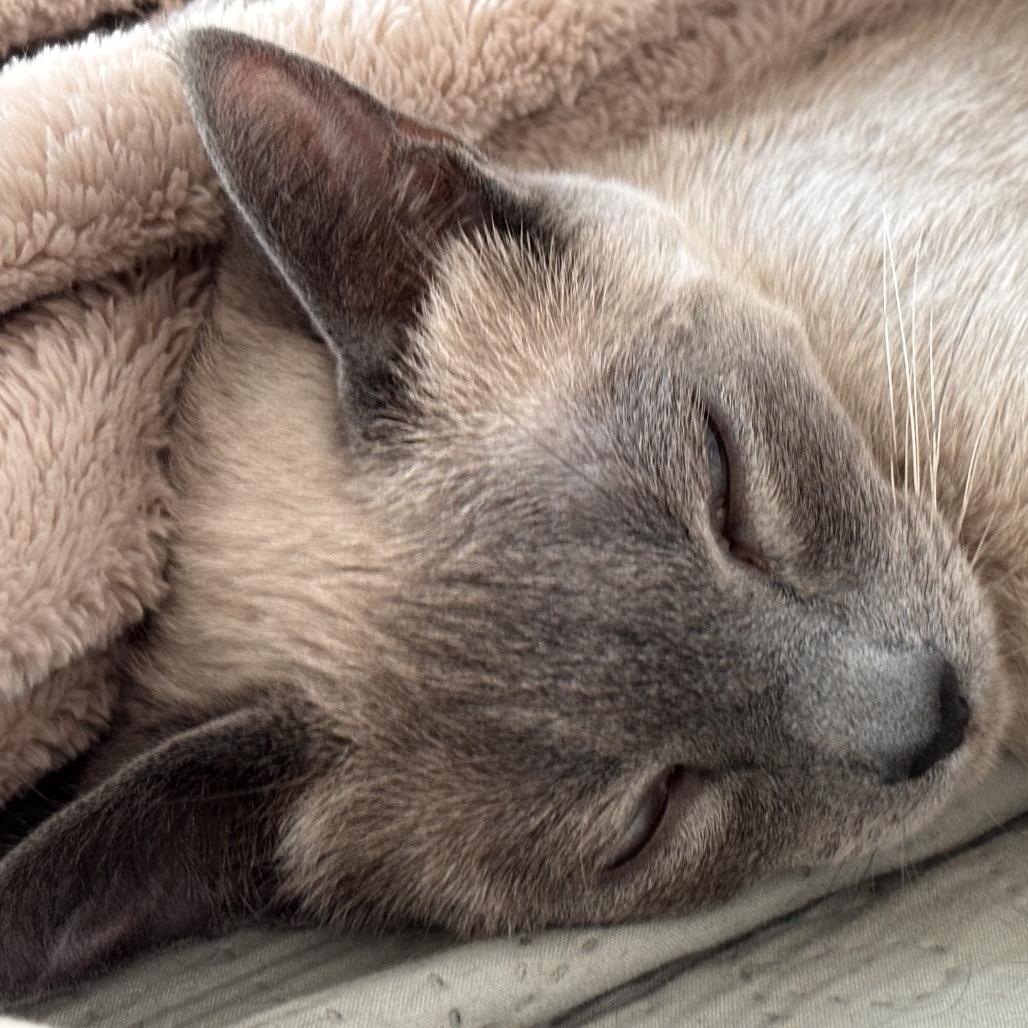 Enlarge Pansy, a Adoptable Domestic Short Hair in Kenai, AK image 2/3