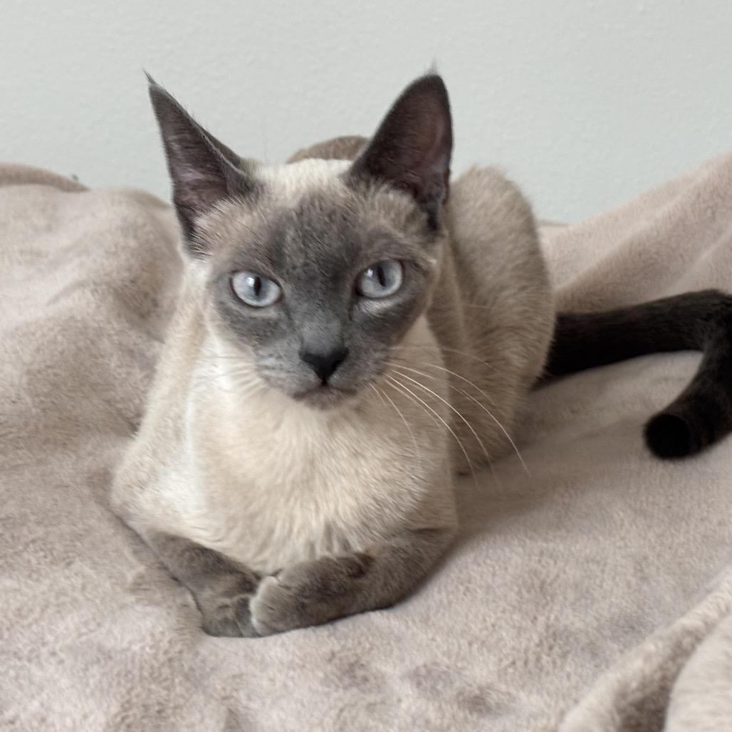 Enlarge Pansy, a Adoptable Domestic Short Hair in Kenai, AK image 3/3