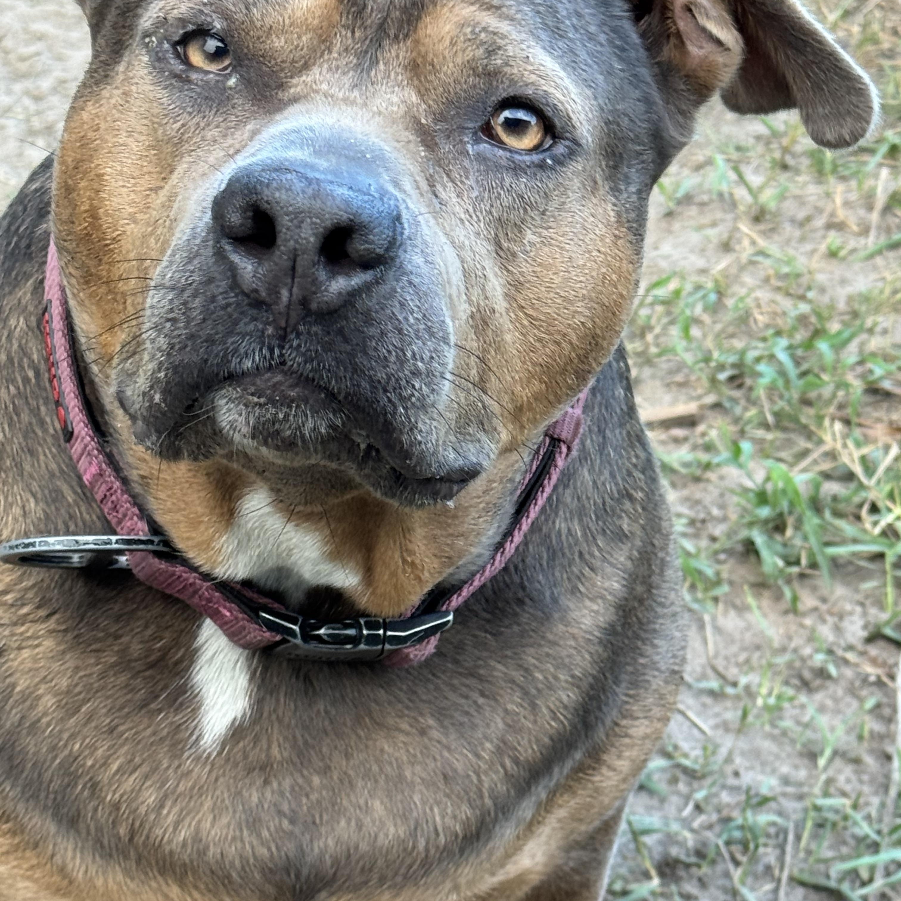 Enlarge Iris, a Adoptable mixed breed in Jacksonville, FL image 2/6