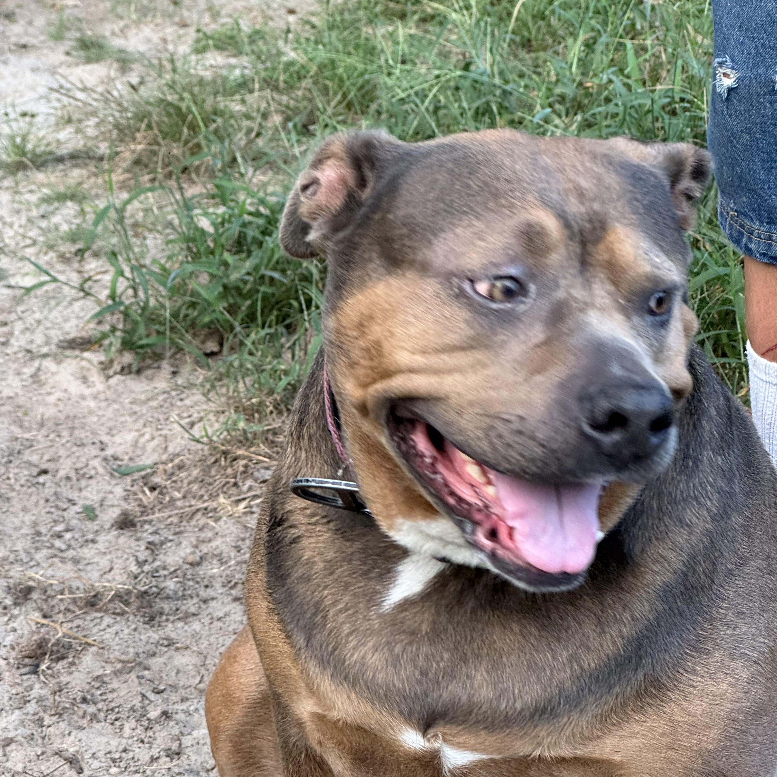 Enlarge Iris, a Adoptable mixed breed in Jacksonville, FL image 3/6