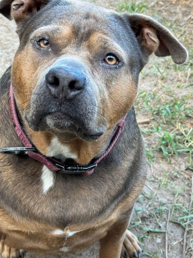 Enlarge Iris, a Adoptable mixed breed in Jacksonville, FL image 4/6