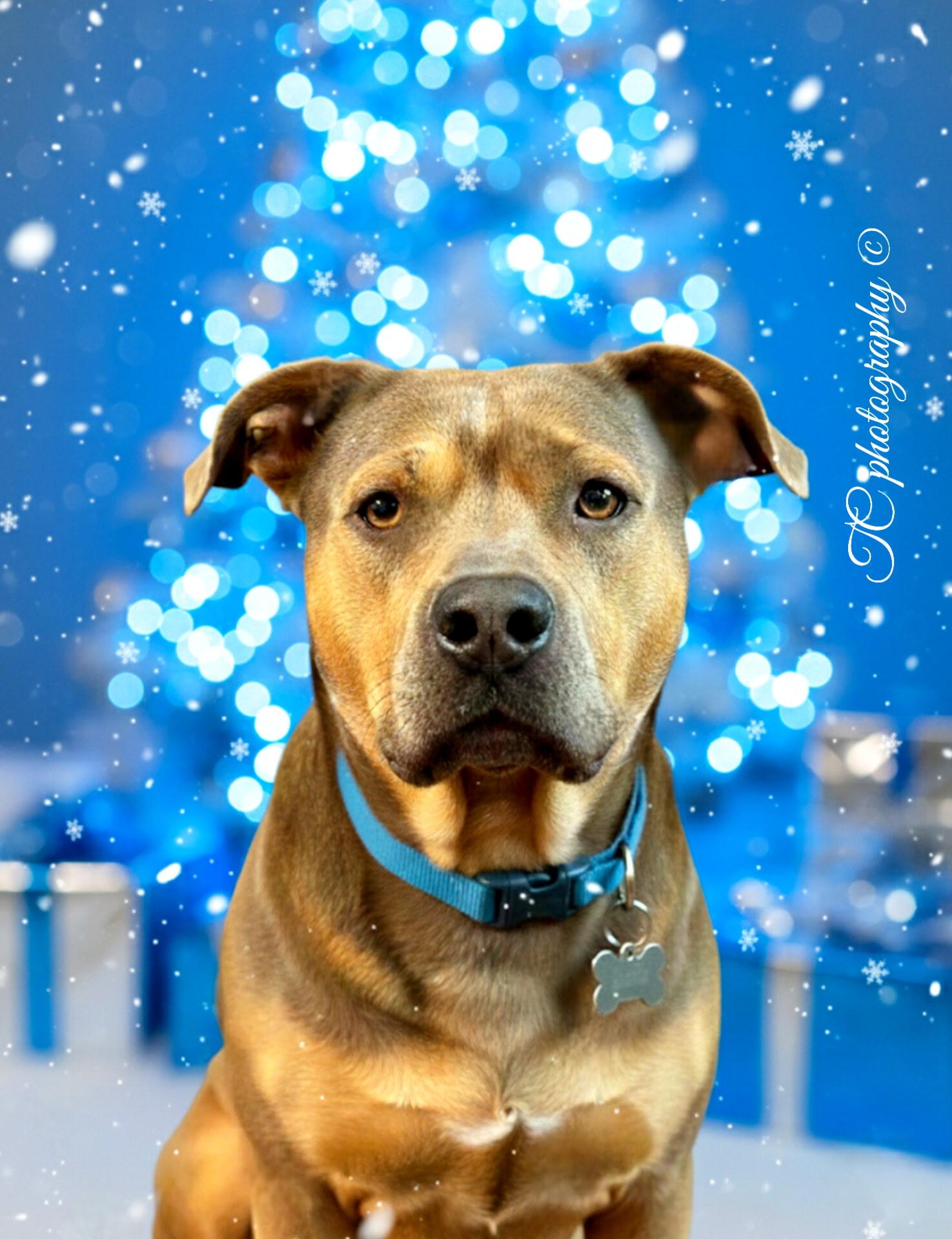 Enlarge Iris, a Adoptable mixed breed in Jacksonville, FL image 1/6