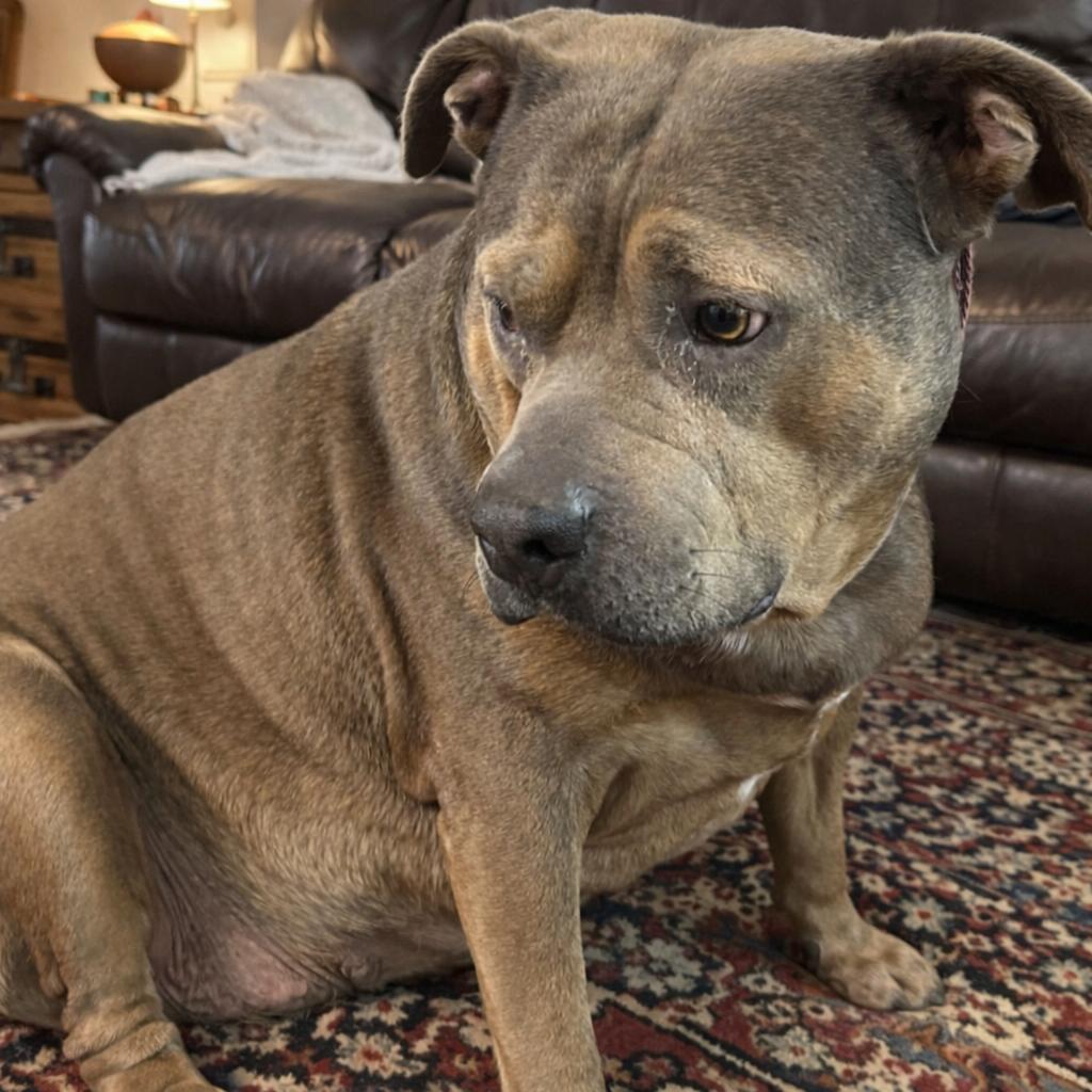 Iris, Adoptable, Adult Female American Bully & American Bulldog.